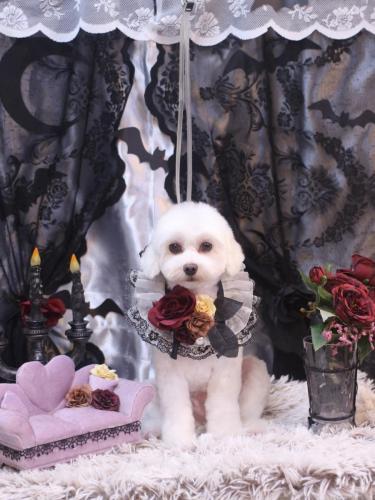 20231031ミルクくん